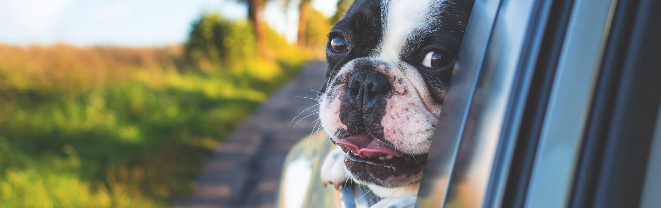 French bulldog in car