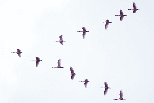 Birds Migrating