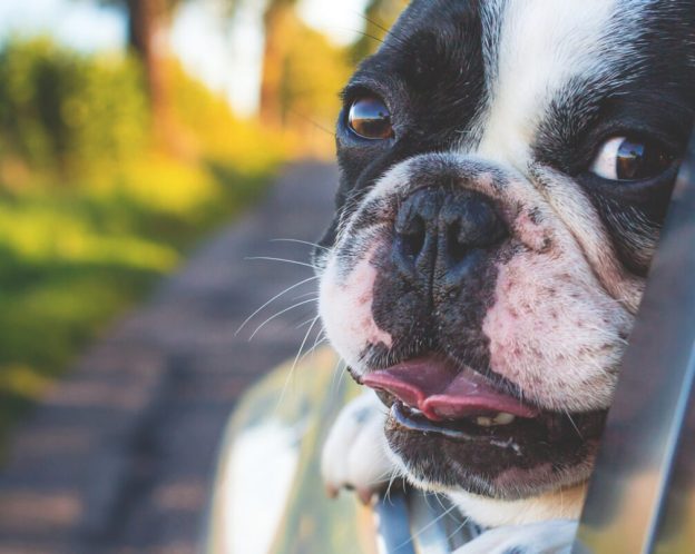 French bulldog in car